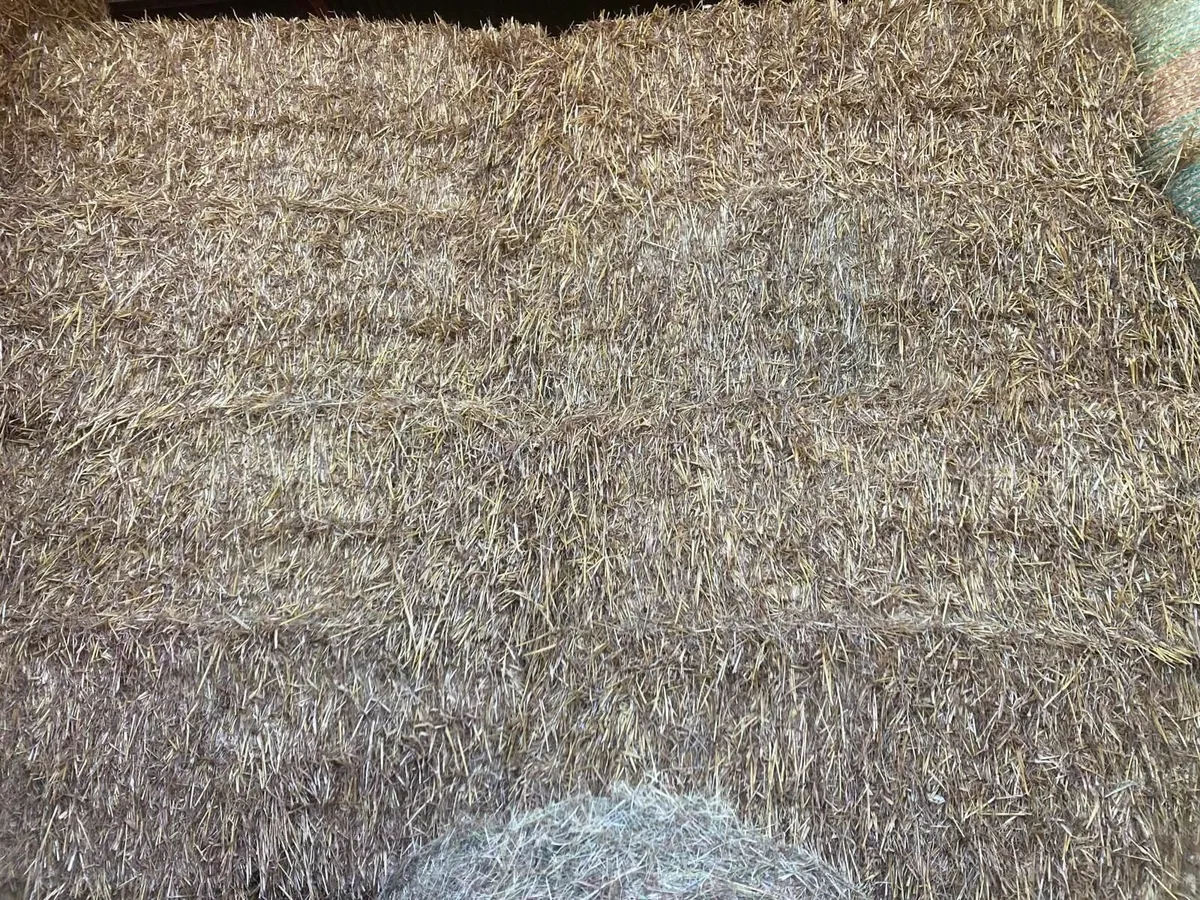 Golden Oaten straw - Image 2