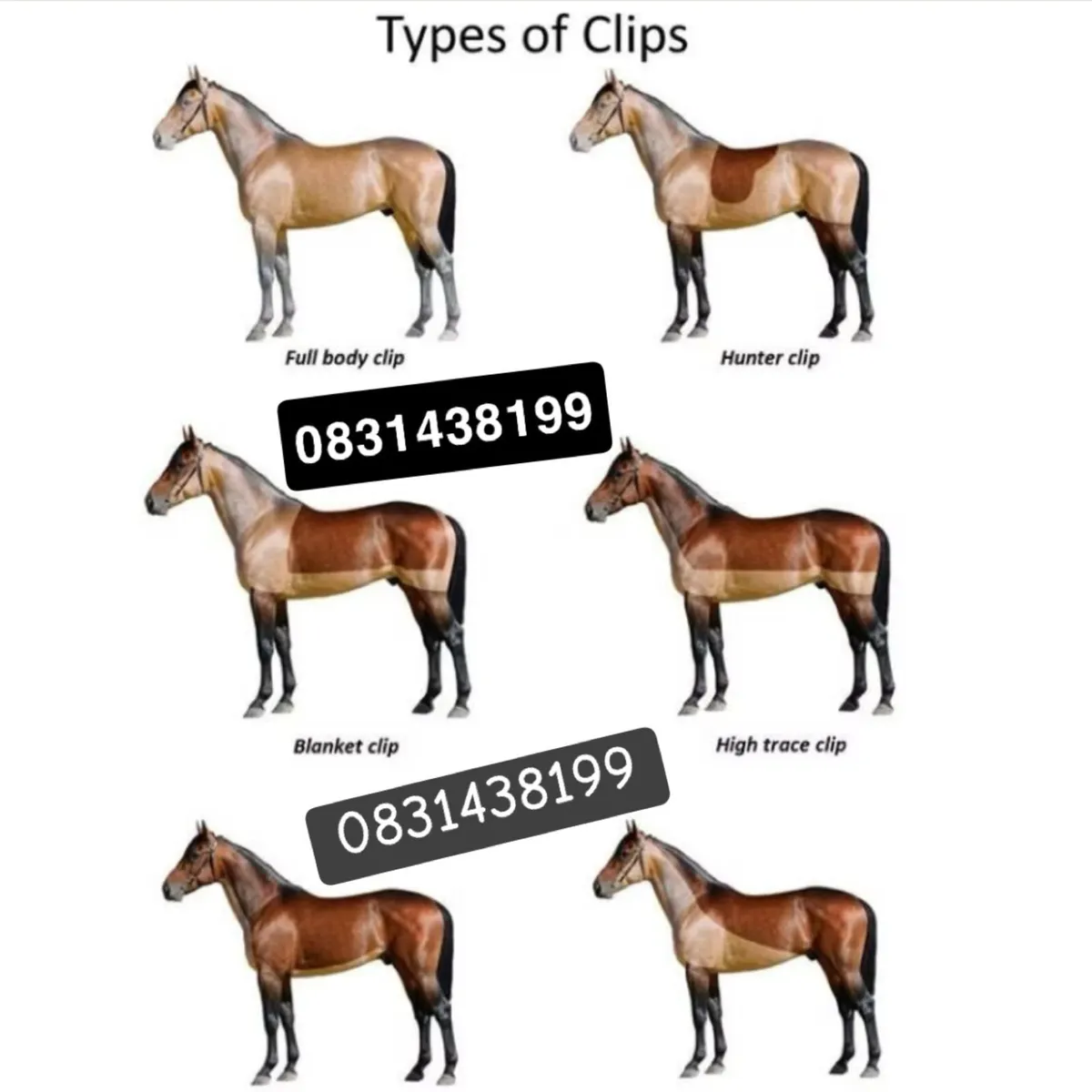 Horse Clipping services Leinster