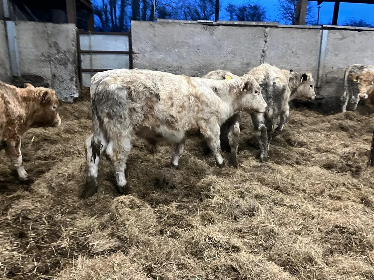 8 super charlaois bull weanlings - Image 1