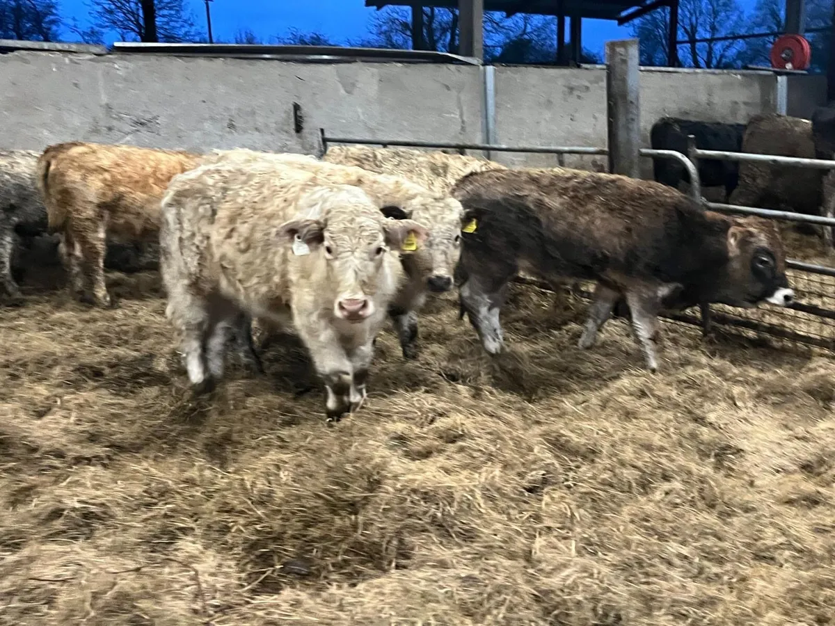 8 super charlaois bull weanlings - Image 2