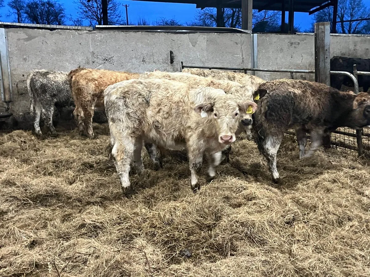 8 super charlaois bull weanlings - Image 3