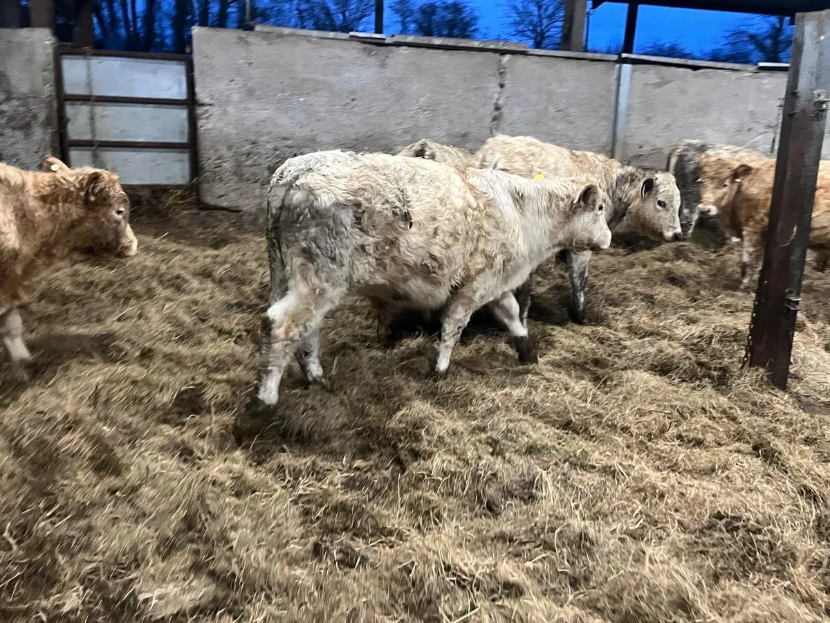 8 super charlaois bull weanlings - Image 4