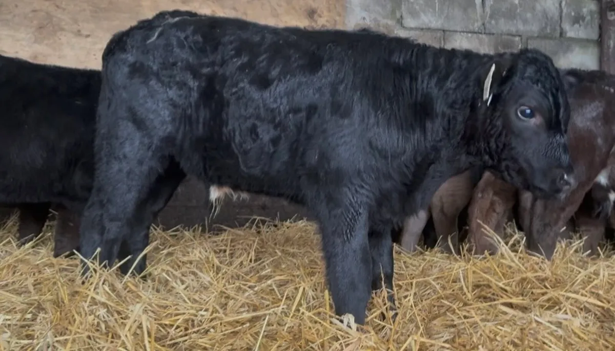 Fresh bull calves - Image 1