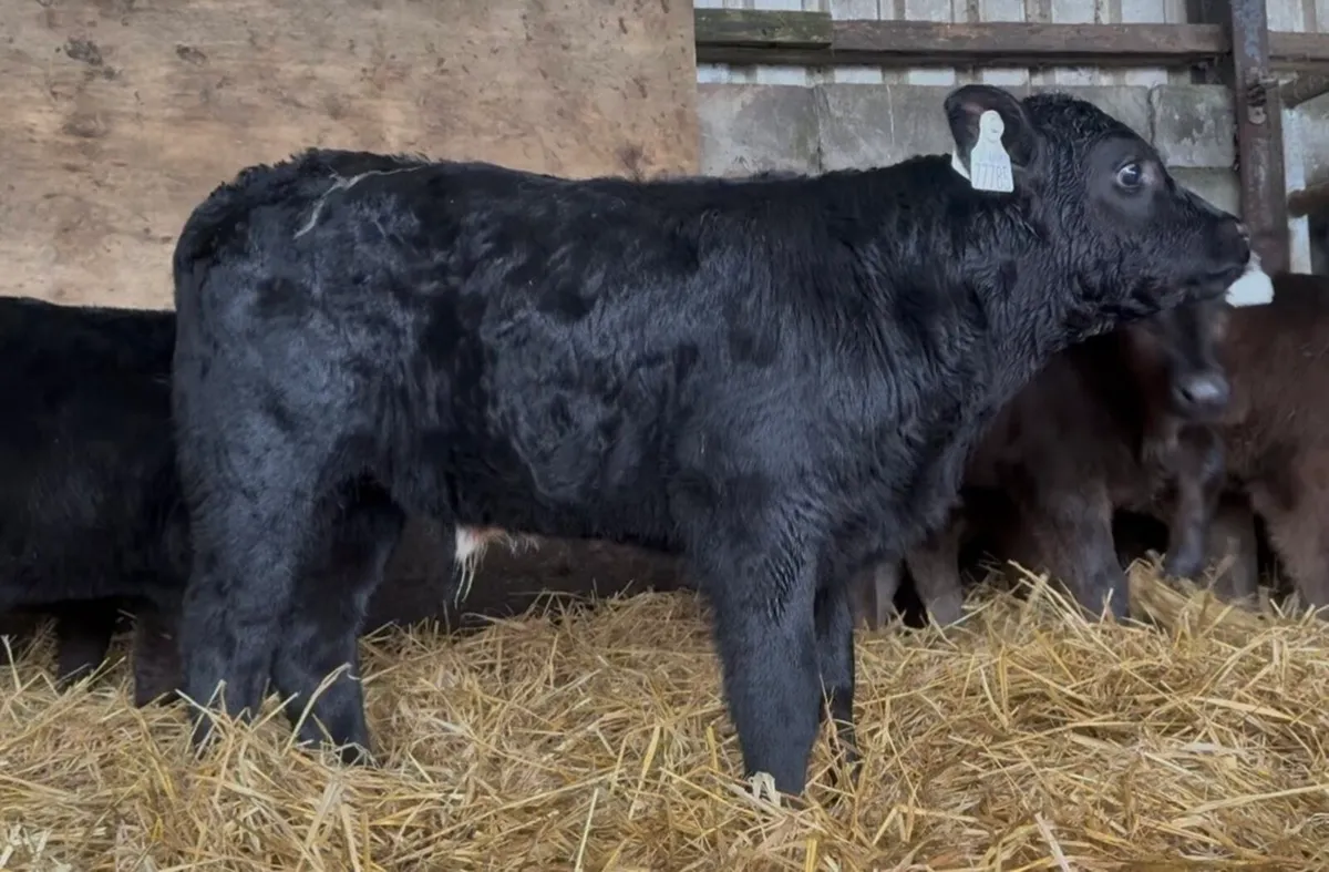 Fresh bull calves - Image 2