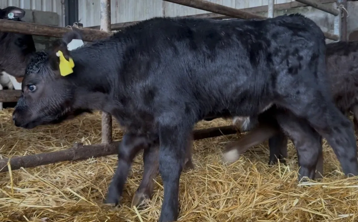 Fresh bull calves - Image 4