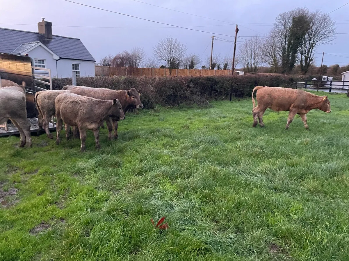 Weanling Heifers - Image 4