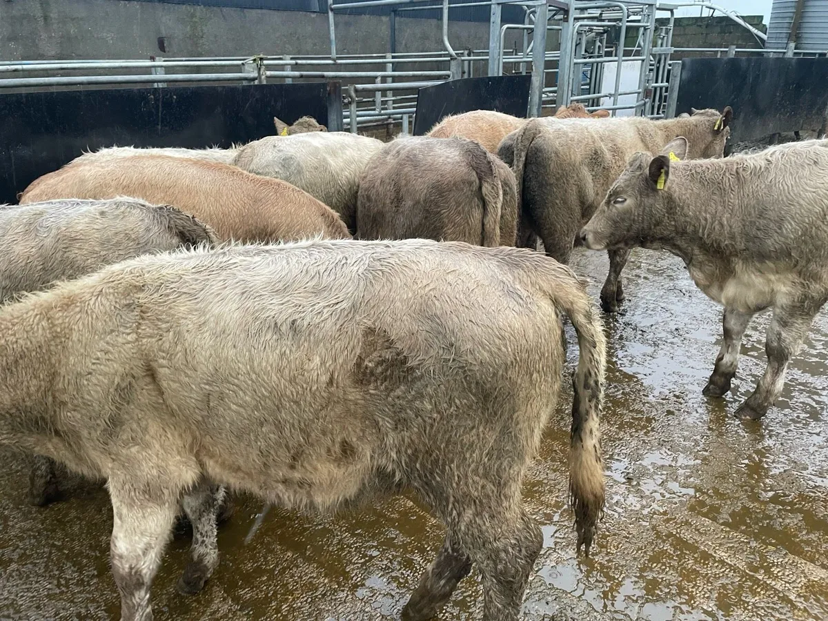 Weanling Heifers - Image 1