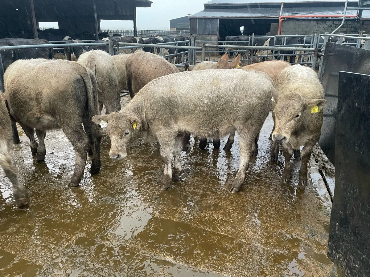 Weanling Heifers - Image 2