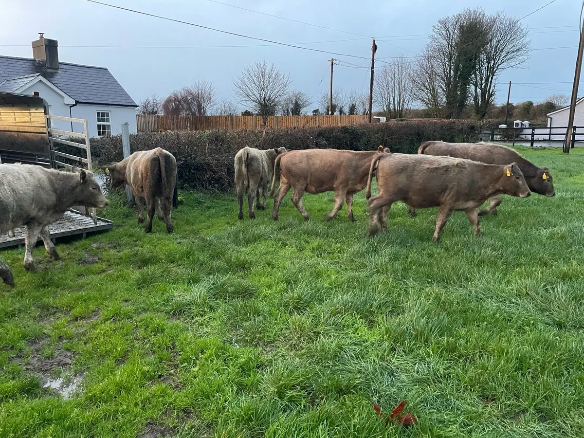 Weanling Heifers - Image 3