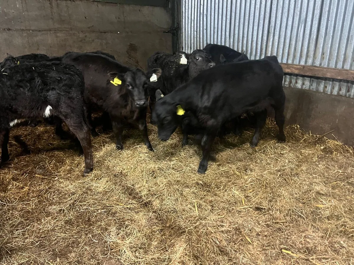 7 reared Angus bull calf’s - Image 2
