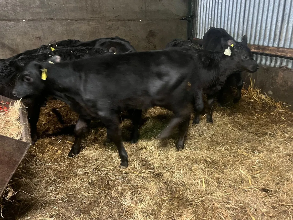 7 reared Angus bull calf’s - Image 4