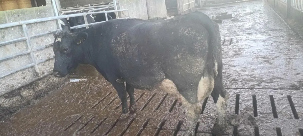 Freshly calved cow - Image 1