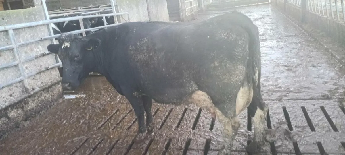 Freshly calved cow - Image 2