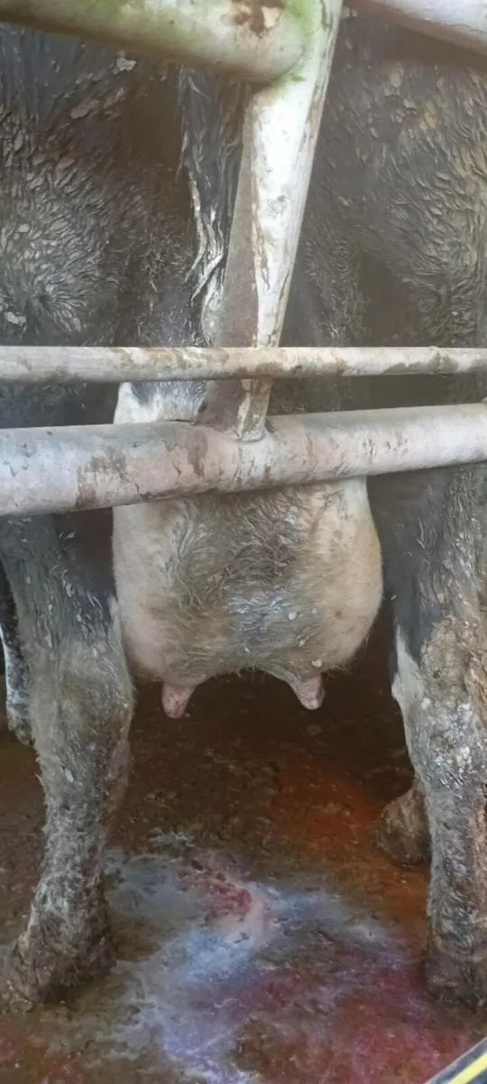 Freshly calved cow - Image 3