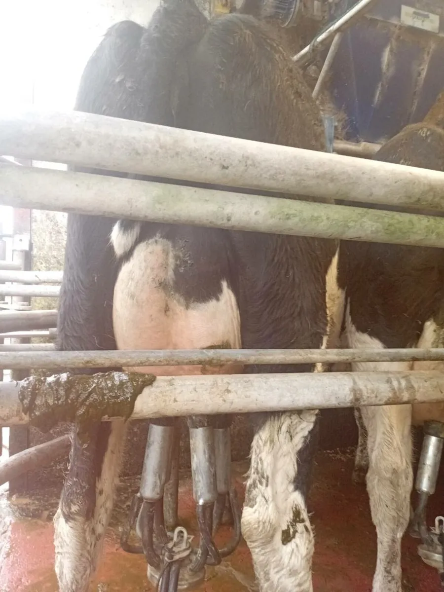 Freshly calved cow - Image 4