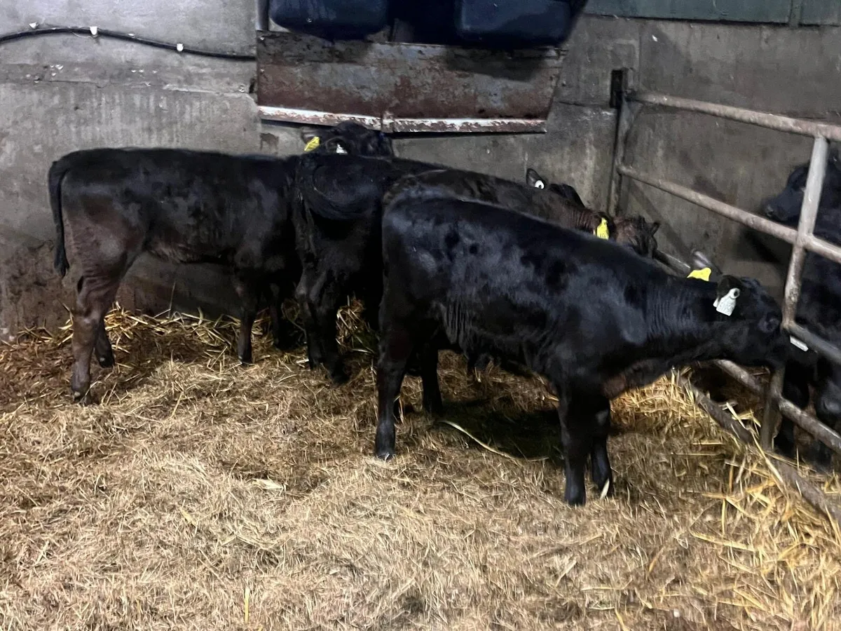 4 reared Angus  heifer calf’s - Image 1