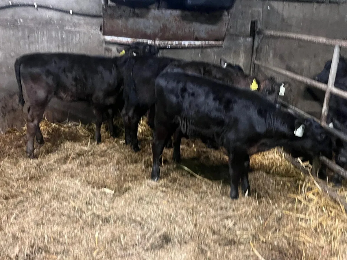 4 reared Angus  heifer calf’s - Image 2
