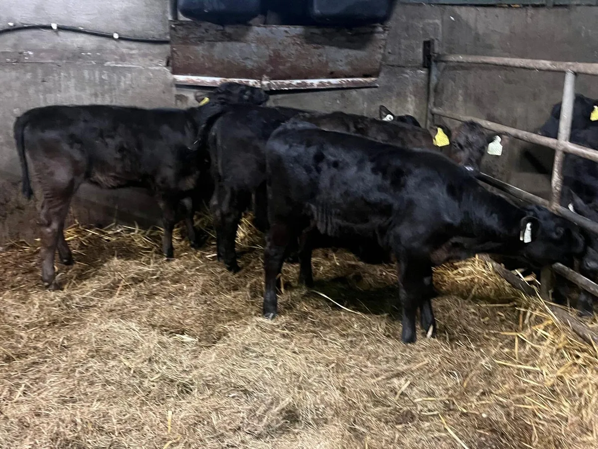 4 reared Angus  heifer calf’s - Image 3