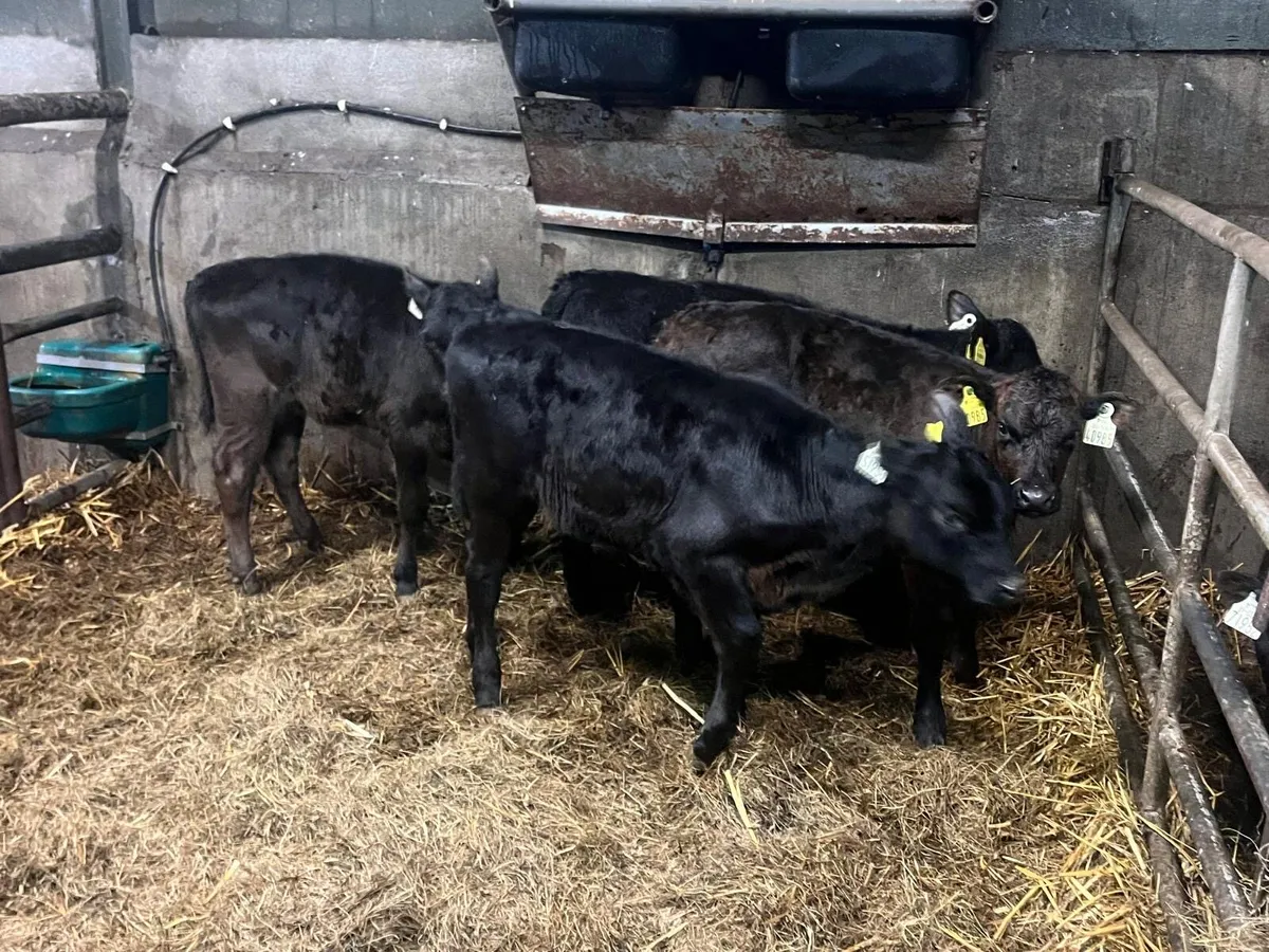 4 reared Angus  heifer calf’s - Image 4