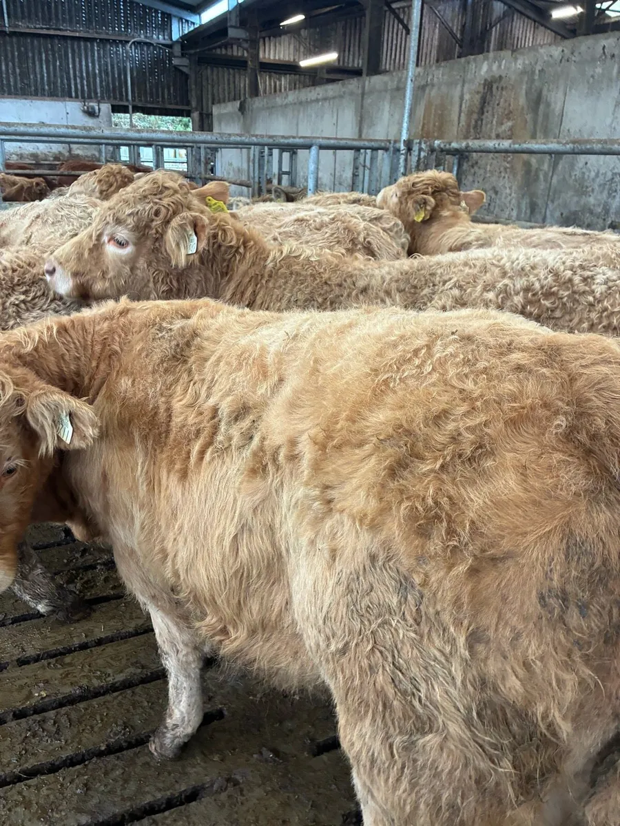 21 SUPER QUALITY CH BULL WEANLINGS 320/330KG - Image 1