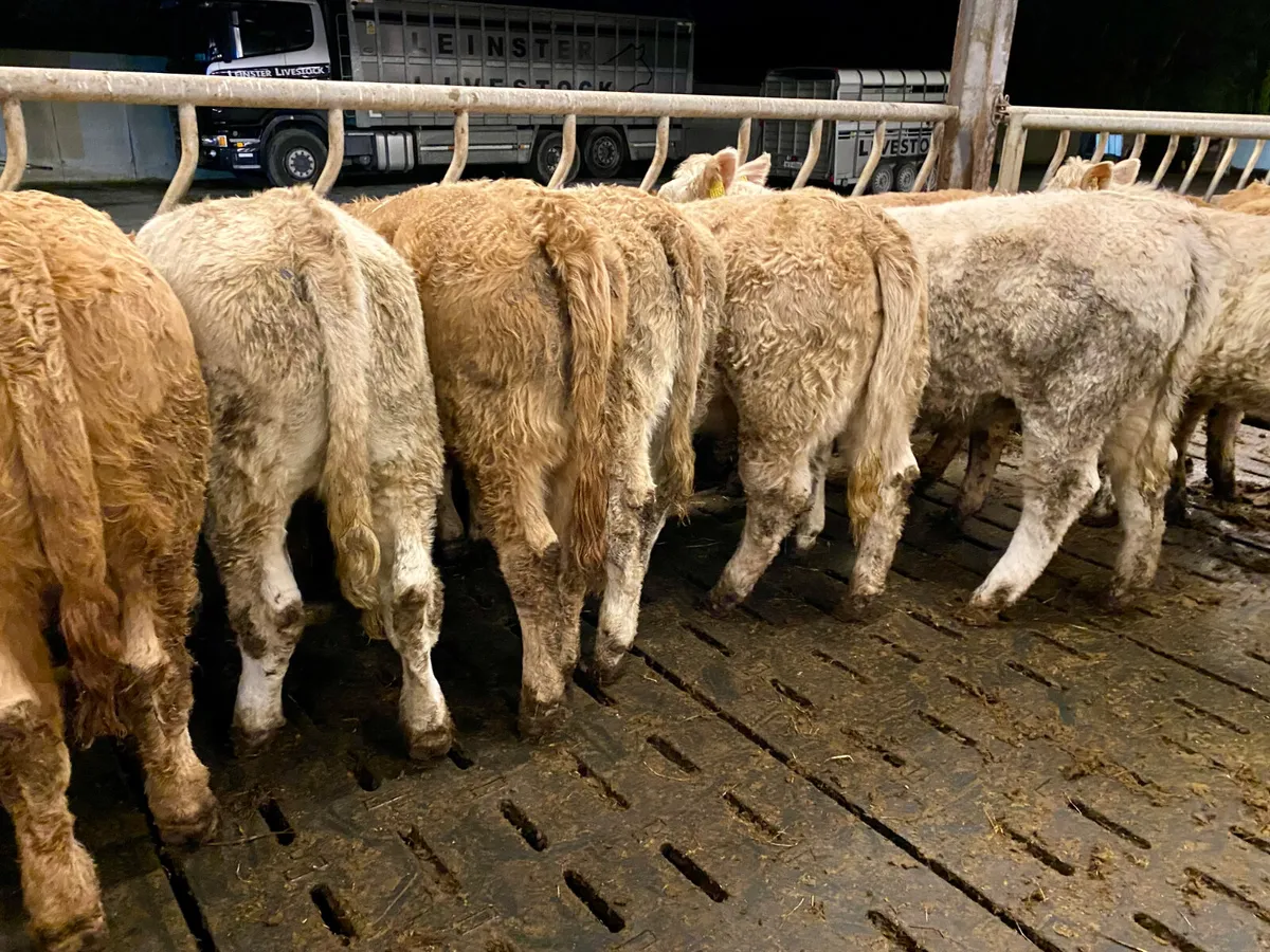 370kg Powerful Charolais Heifers - Image 4