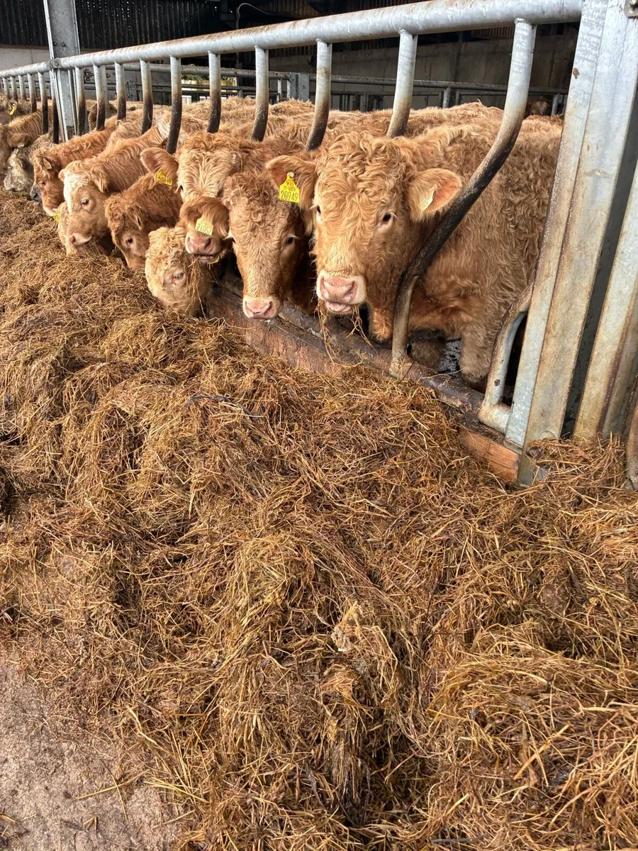 21 SUPER QUALITY CH BULL WEANLINGS 320/330KG - Image 2