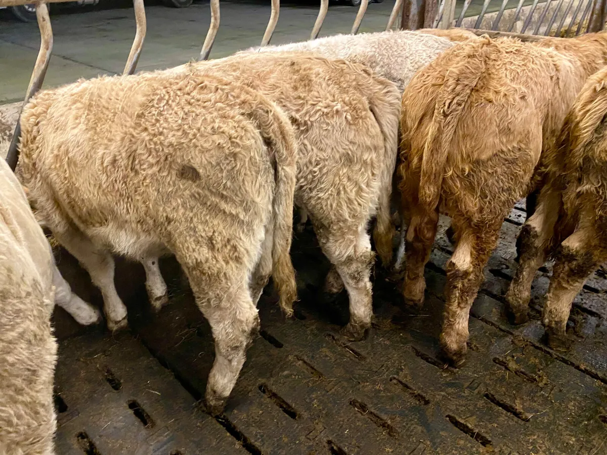 370kg Powerful Charolais Heifers - Image 2