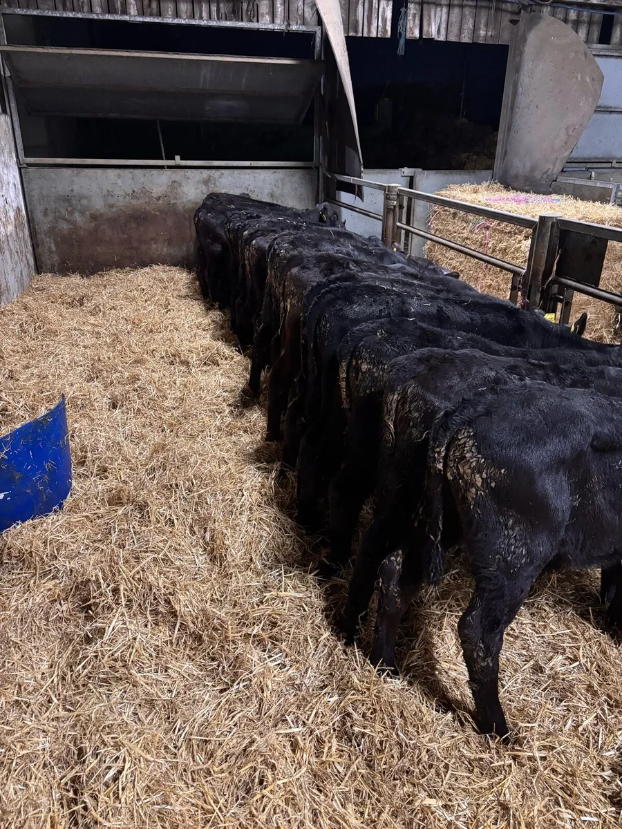 AA bull’s - Image 2