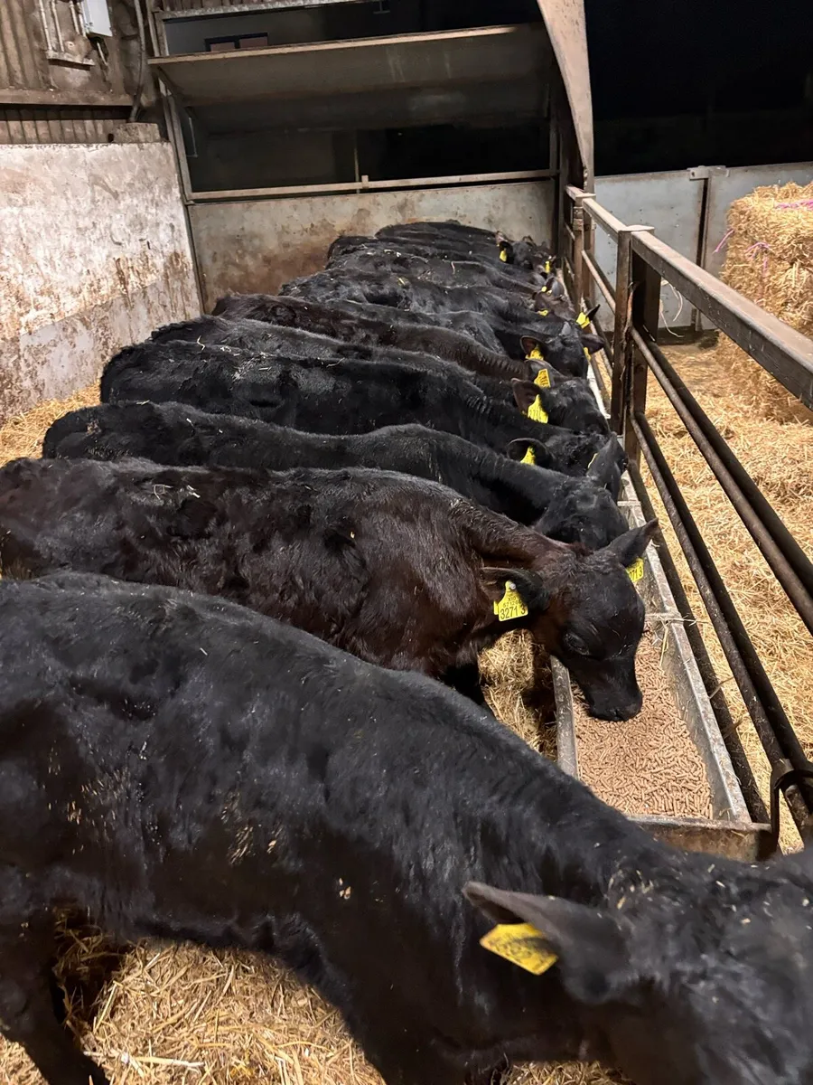 AA bull’s - Image 3