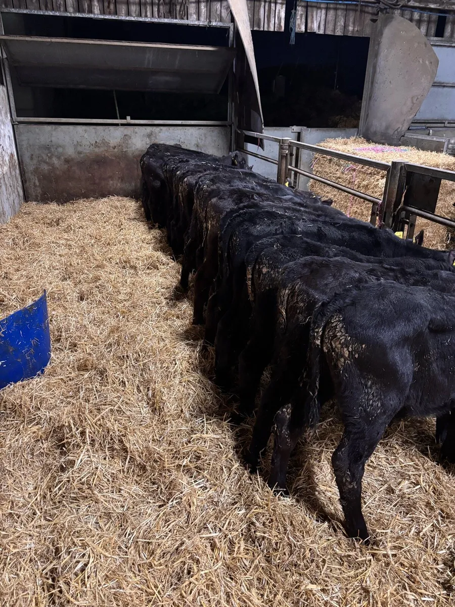 AA bull’s - Image 4