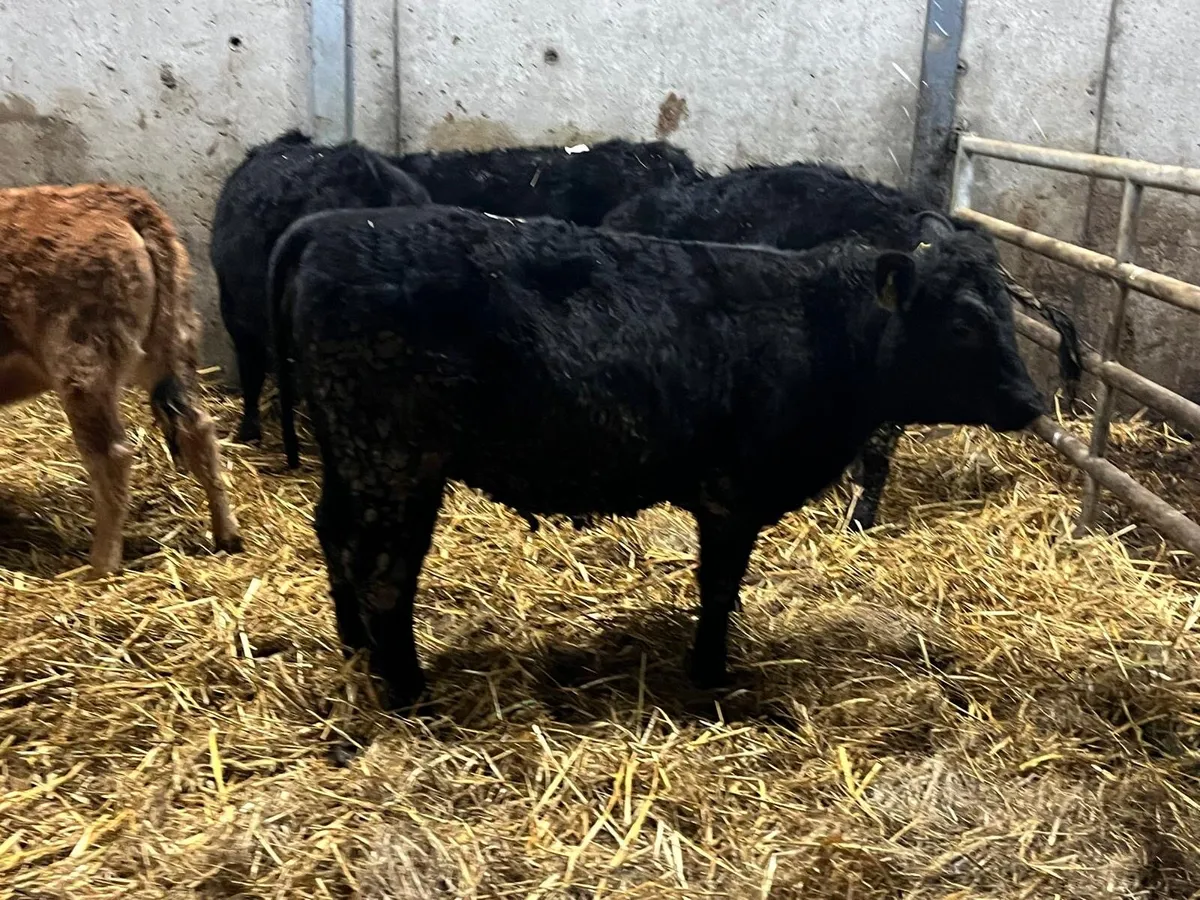 6 super 250 kg weanling heifers - Image 1