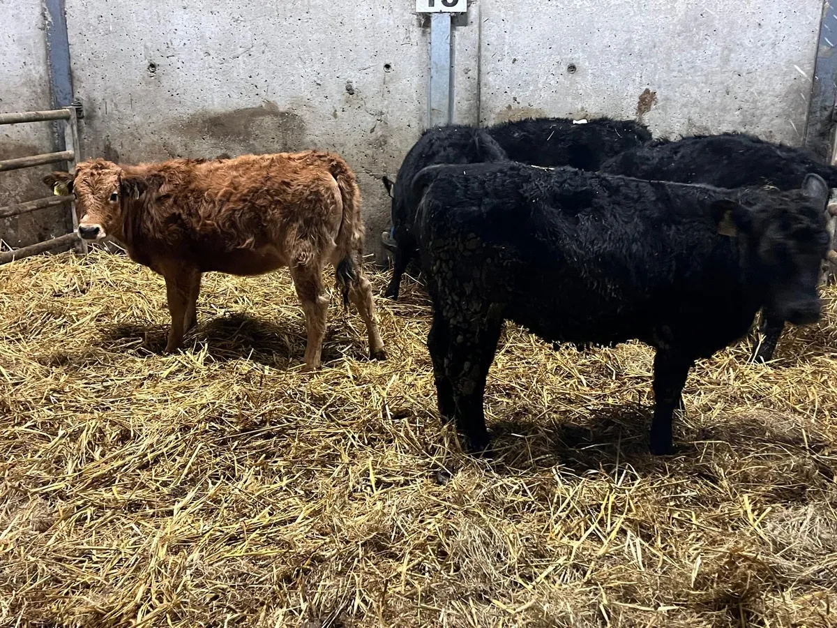 6 super 250 kg weanling heifers - Image 2