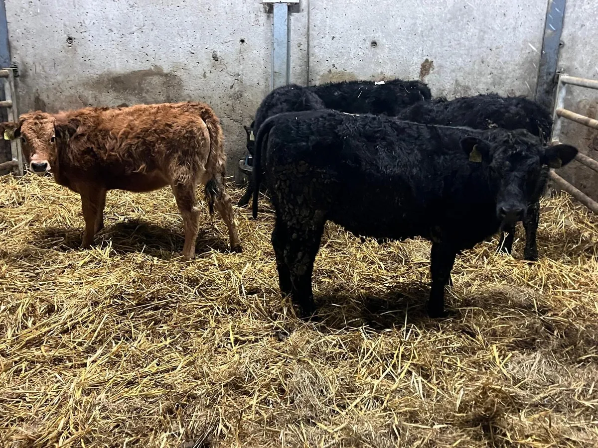 6 super 250 kg weanling heifers - Image 3