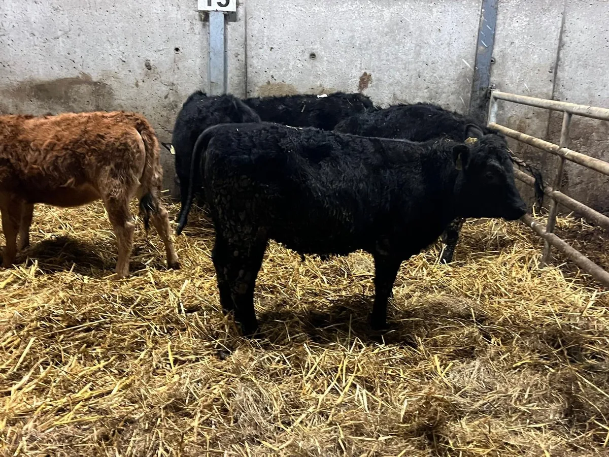 6 super 250 kg weanling heifers - Image 4