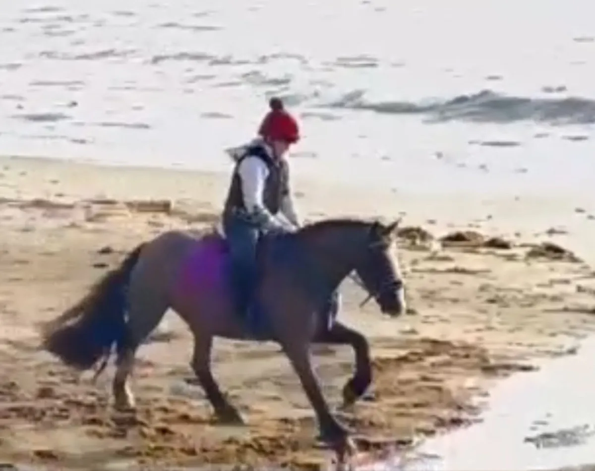 12.2, 7 year old gelding - Image 1