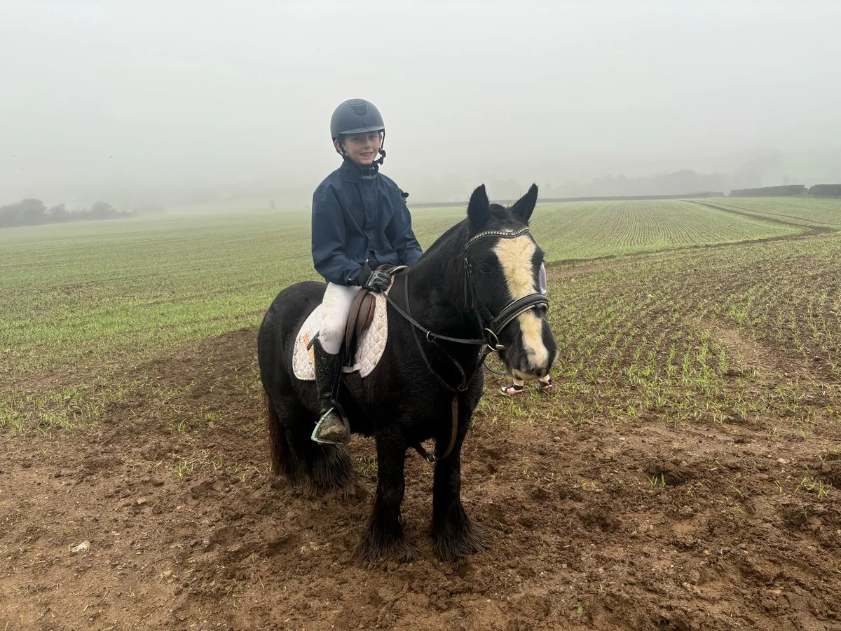 12.2, 7 year old gelding - Image 2