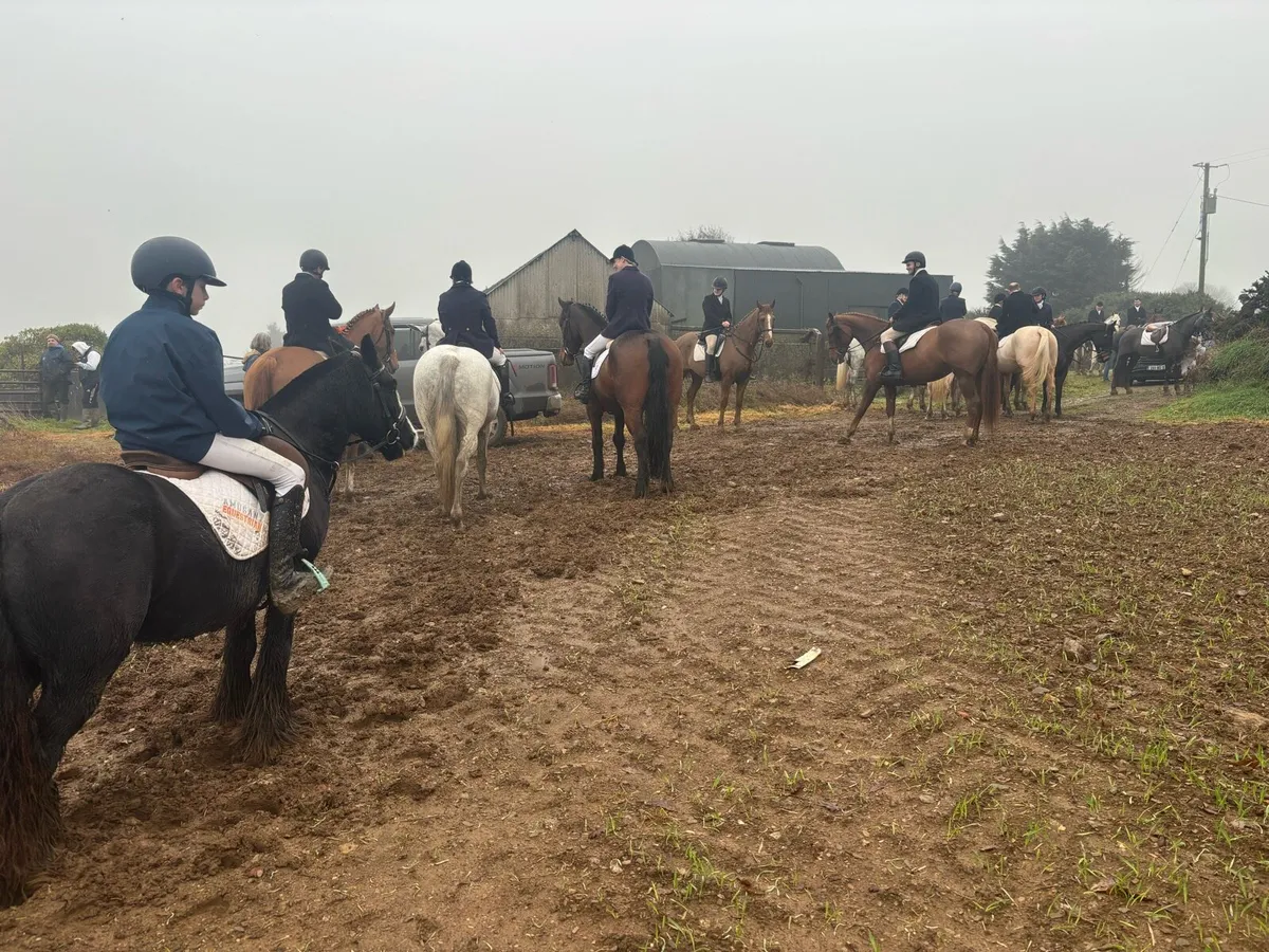 12.2, 7 year old gelding - Image 3