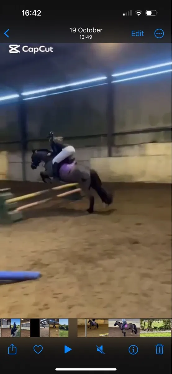 12.2, 7 year old gelding - Image 4