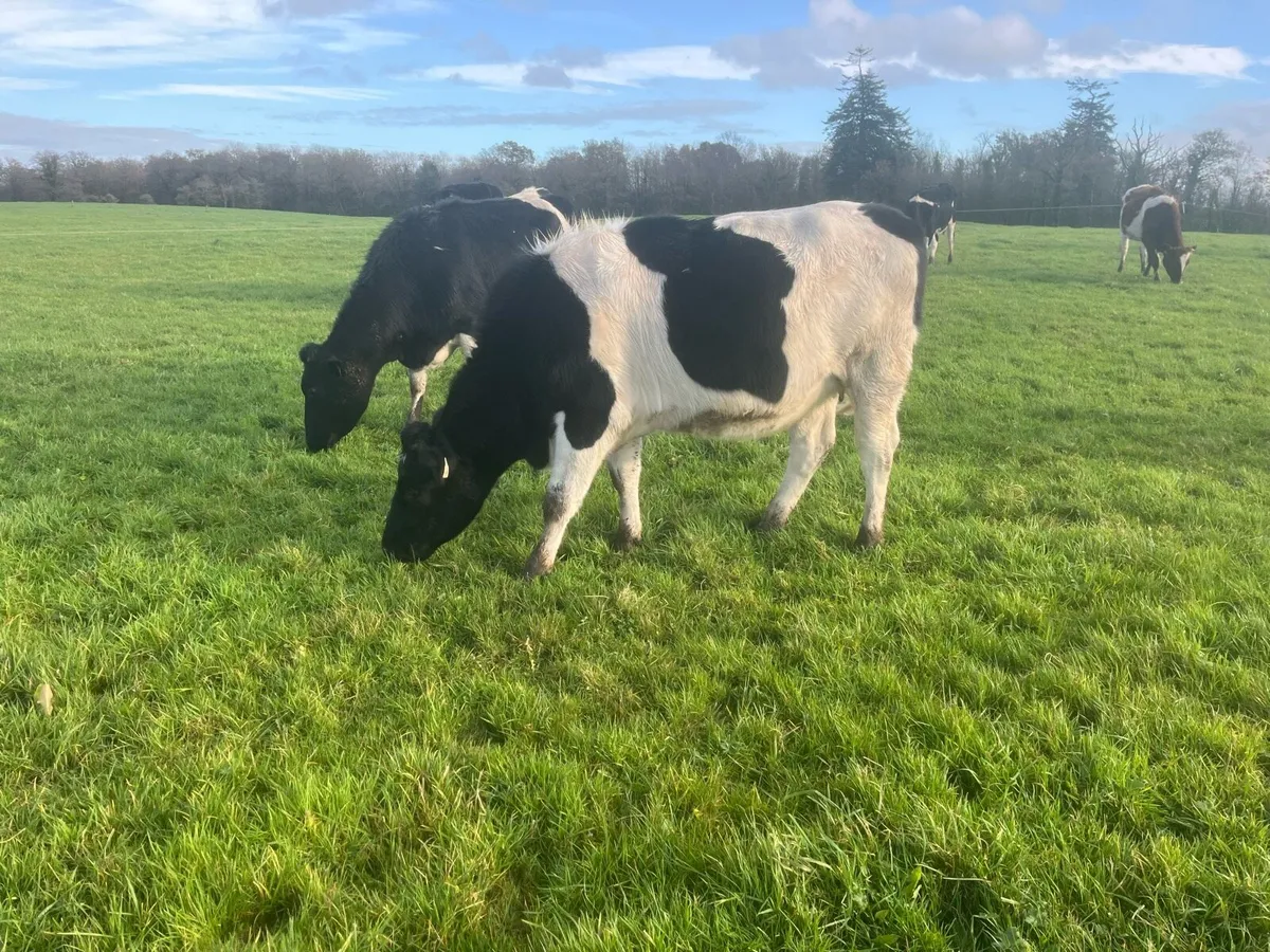 Incalf Friesian heifers - Image 1