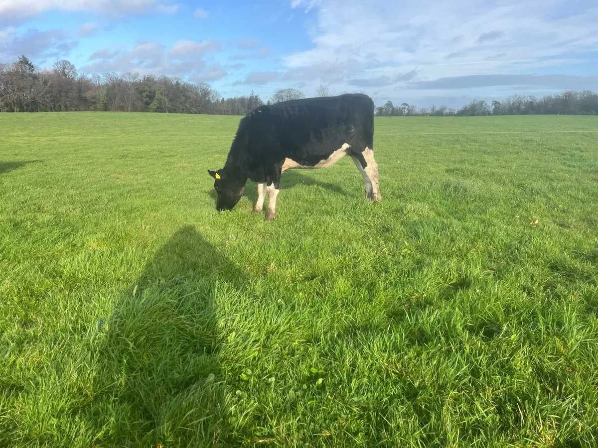 Incalf Friesian heifers - Image 2