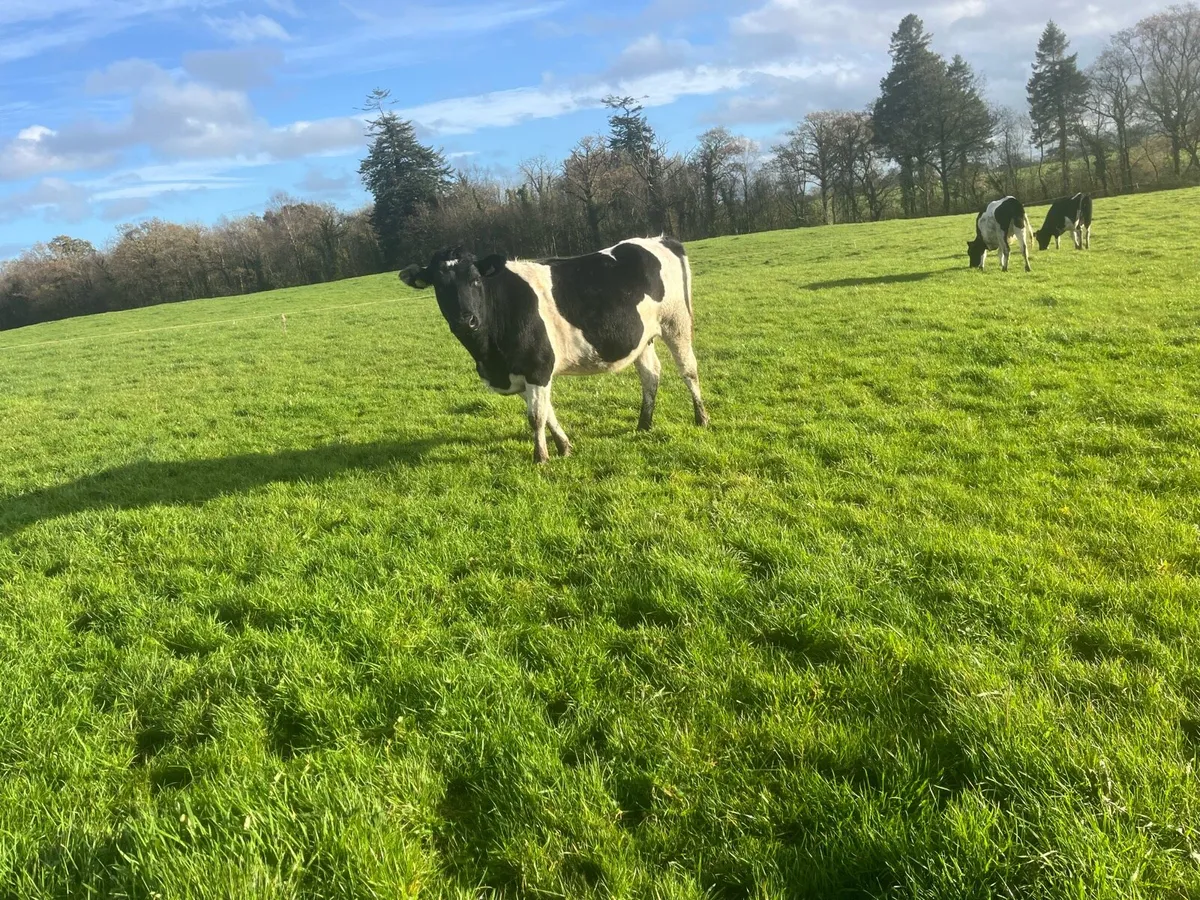 Incalf Friesian heifers - Image 3