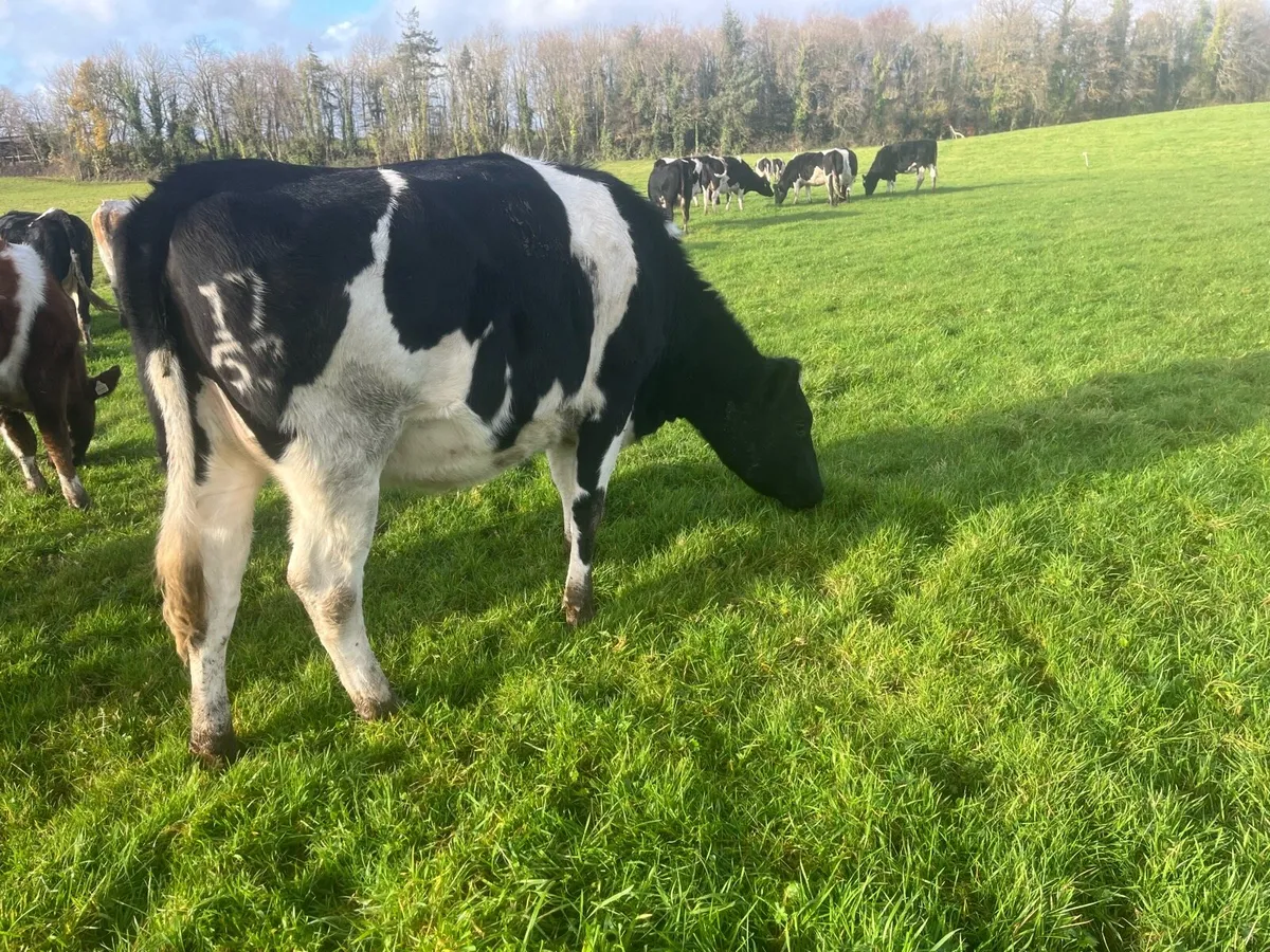 Incalf Friesian heifers - Image 4