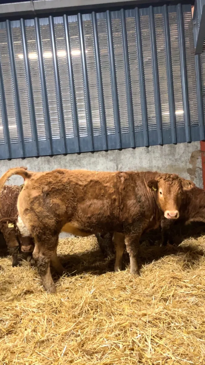 Pedigree limousin heifers - Image 2