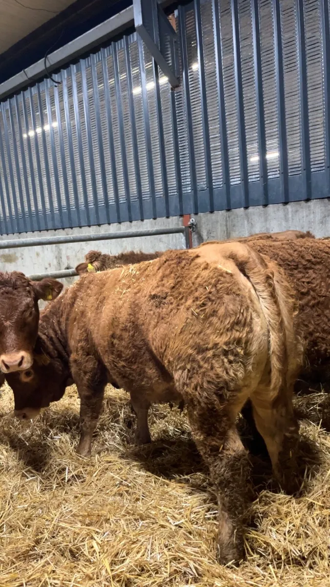 Pedigree limousin heifers - Image 3