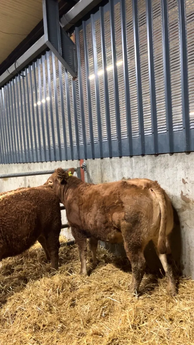 Pedigree limousin heifers - Image 4