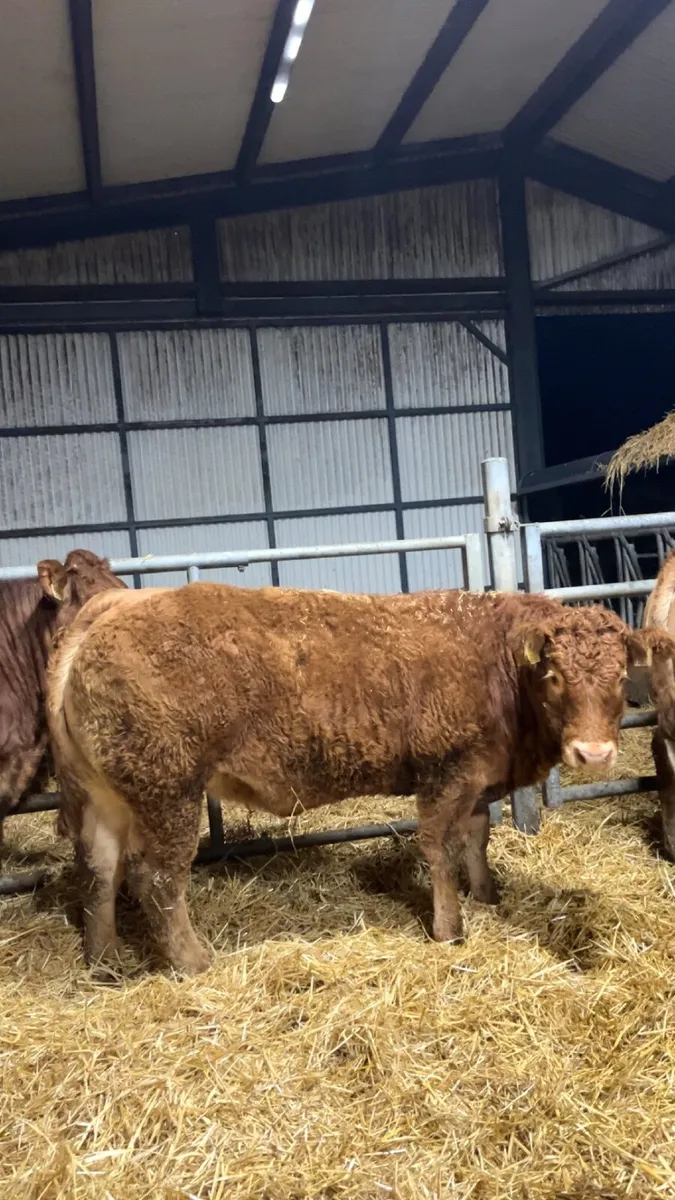 Pedigree limousin heifers - Image 1