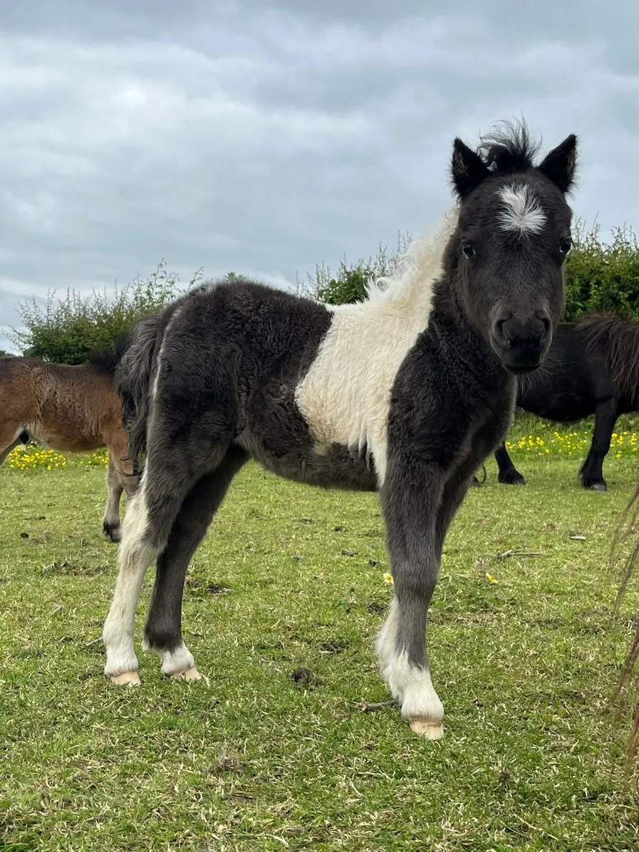 Miniature Shetland Pony for sale!! - Image 2