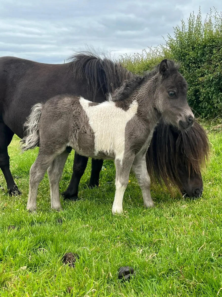 Miniature Shetland Pony for sale!! - Image 1