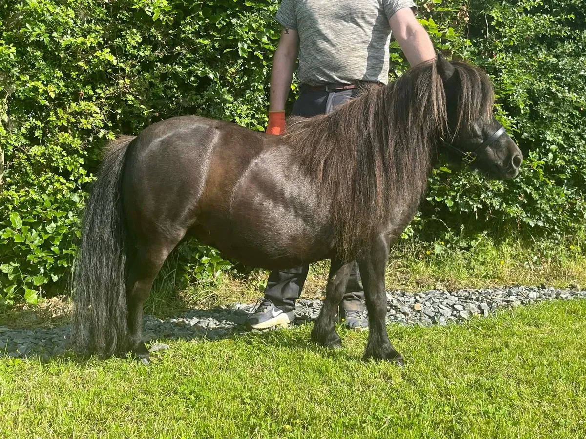 Miniature Shetland Pony for sale!! - Image 4