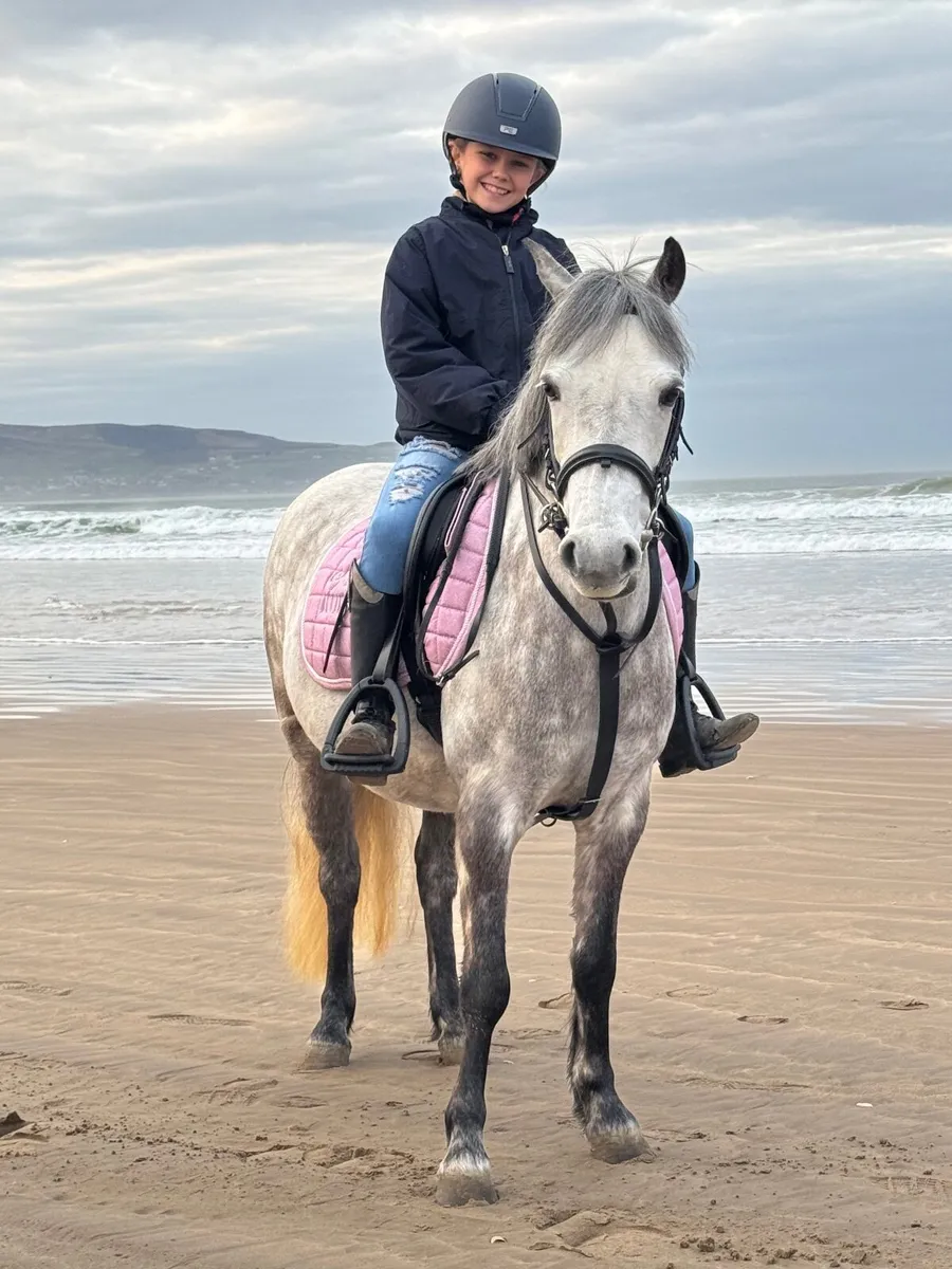 128cm Jumper / all rounder Childs Dream - Image 2